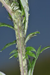  Beifußblattlaus,  Macrosiphoniella artemisiae