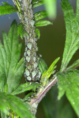  Beifußblattlaus,  Macrosiphoniella artemisiae