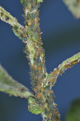 Kleine Weidenblattlaus, Aphis farinosa, Weide