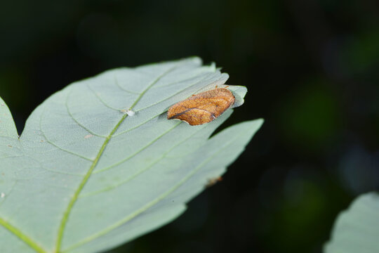 Tote Blatt, Drepanepteryx phalaenoides