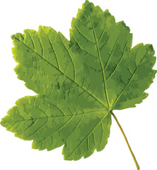 green maple leaves clipart