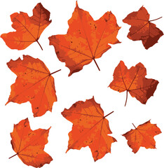 set of red maple leaves