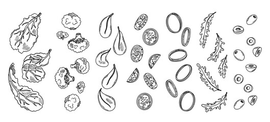 Falling fresh sliced vegetables. Sketch of broccoli, cucumber, spinach, olive, onion, lettuce, arugula. Vector illustration