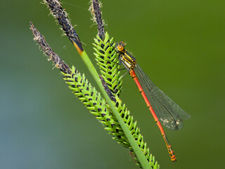 A large red damselfly resting on a grass