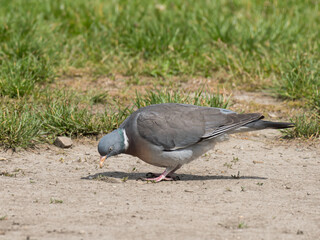A Common wood pigeon looking for food on the ground
