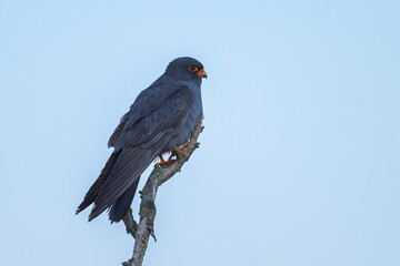 A male Red footed falcon sitting on top of a tree