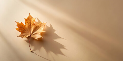 Minimalistic cream toned fall scene with maple tree leaf shadows on a wall , autumn, background, minimalistic, cream, shades, fall