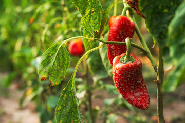 Red peppers in organic vegetable garden