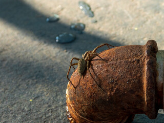 Wolf spider close up on a sunny day outside.