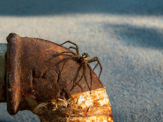 Wolf spider close up on a sunny day outside.