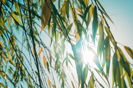 Weeping willow tree branches and leaves with sunlight