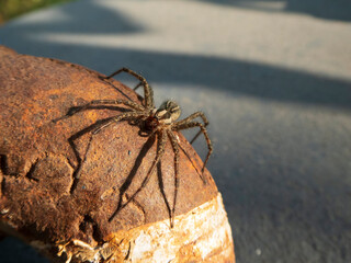 Wolf spider close up on a sunny day outside.