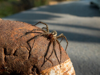 Wolf spider close up on a sunny day outside.