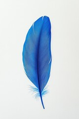 Blue feather on white