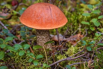 Closeup of orange capped boletus with the thick cap and  textured stem growing in a wild forest. Leccinum fungi on a green moss floor. Southern Finland, Kymenlaakso, Hamina.  Selective focus