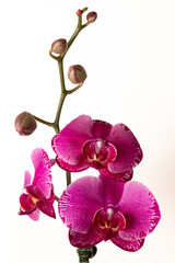 Magenta Orchid Blooms and Buds Centered on White