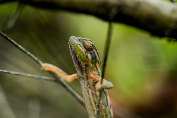 Macro Chameleon on a branch