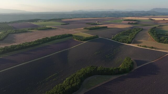 lavender fields Drone