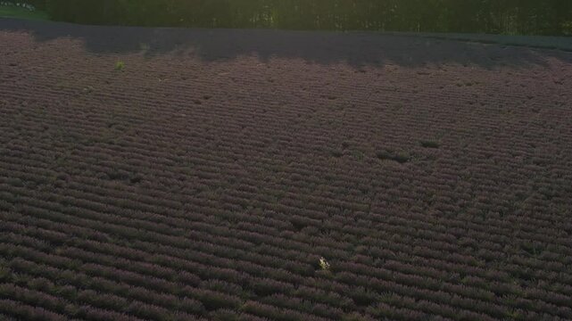 lavender fields Drone