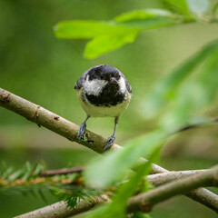 Obraz premium A Coal Tit looking for food in a tree