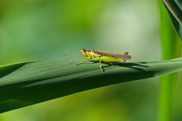 ハネナガイナゴ