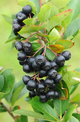 Apfelbeeren,  Schwarze Apfelbeere,  Aronia melanocarpa