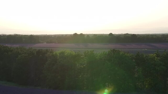 lavender fields Drone