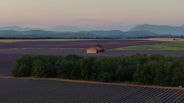 lavender fields Drone