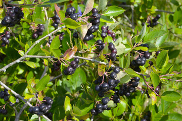 Apfelbeeren,  Schwarze Apfelbeere,  Aronia melanocarpa
