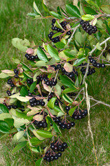 Apfelbeeren,  Schwarze Apfelbeere,  Aronia melanocarpa