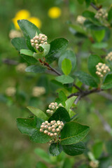 Apfelbeeren,  Schwarze Apfelbeere,  Aronia melanocarpa