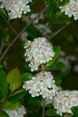 Apfelbeeren,  Schwarze Apfelbeere,  Aronia melanocarpa