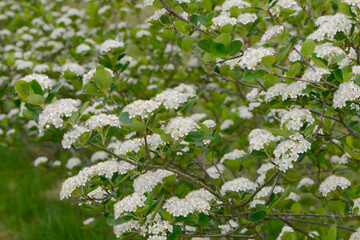 Apfelbeeren,  Schwarze Apfelbeere,  Aronia melanocarpa