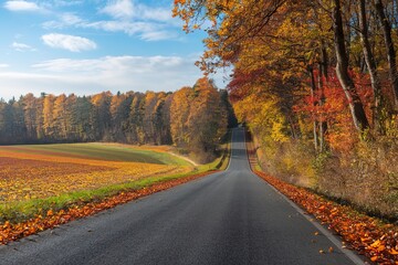 Naklejka premium asphalt road in autumn, surrounded by a beautiful forest with a field.