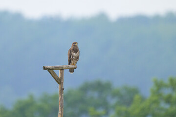 A Common Buzzard sitting on a wooden pole
