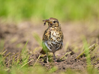 A Song Thrush looking for food on the ground