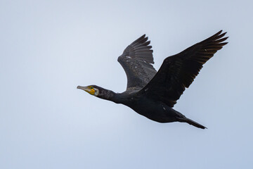 A Great Cormorant flying over the sea
