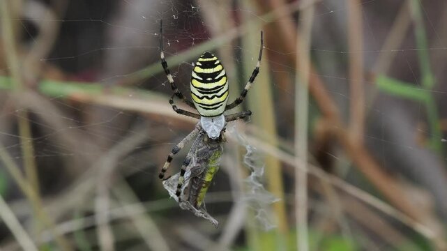 Wespenspinne&nbsp;(Argiope bruennichi)   