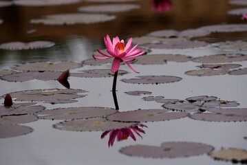 pink water lily