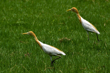 blue heron ardea cinerea