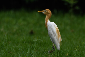 grey heron ardea cinerea