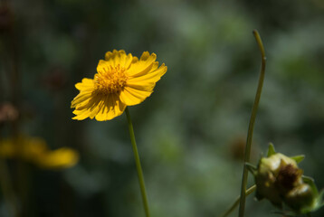yellow flower in the garden