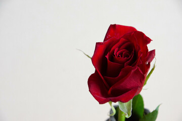 赤い薔薇