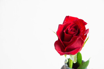 赤い薔薇