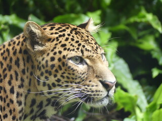 close up portrait of a leopard