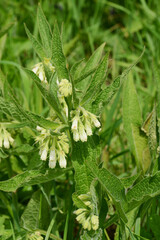 Beinwell, Gewöhnlicher, Symphytum officinale