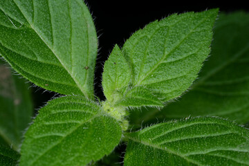 Ackerminze,  Mentha arvensis L.