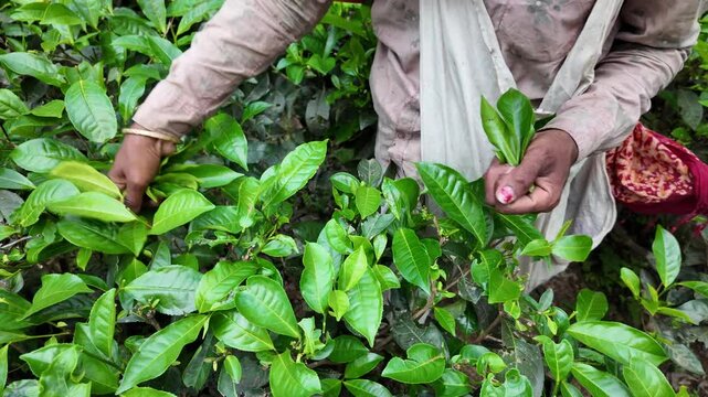 Woman picking tea leaves in a tea plantation, Sylhet, Kamalganj, Bangladesh