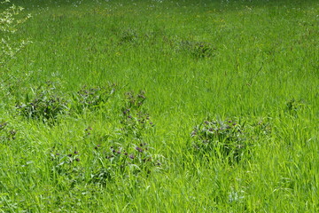 Beinwell, Gewöhnlicher, Symphytum officinale