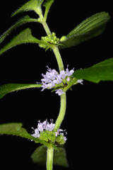 Ackerminze,  Mentha arvensis L.